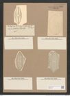 Navicula bullata Norman. (de-Toni-Nr.: Genus 1, Species 341) Zeichnungen Sammlung Grunow Nr. 785 (NHMW-BOT-W0367196)